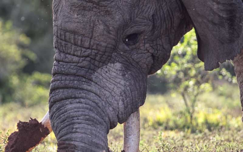 shutterstock_267388628