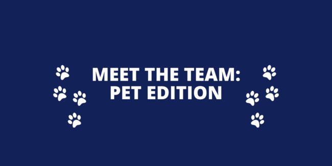 MEET THE TEAM PET EDITION meet the team