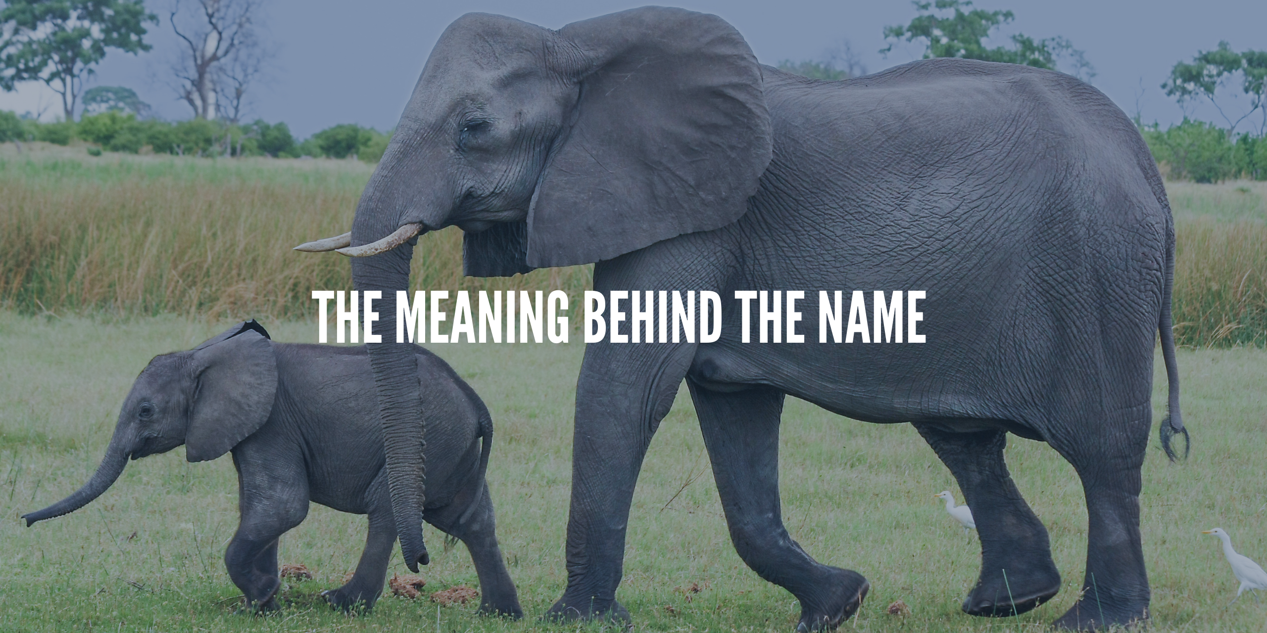 the meaning behind Tembo CPAs